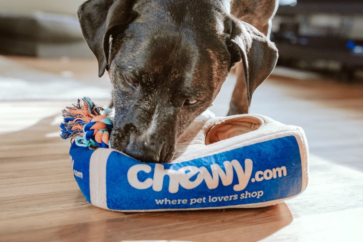 Готелі для тварин та передержка